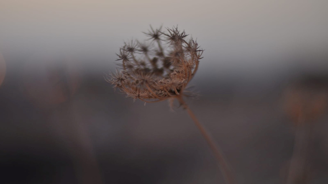 Photo by Ariel Shelleg