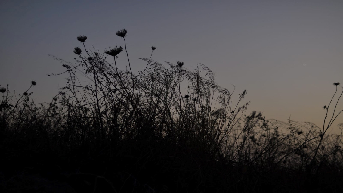Photo by Ariel Shelleg